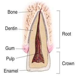 Illustration of the anatomy of a tooth